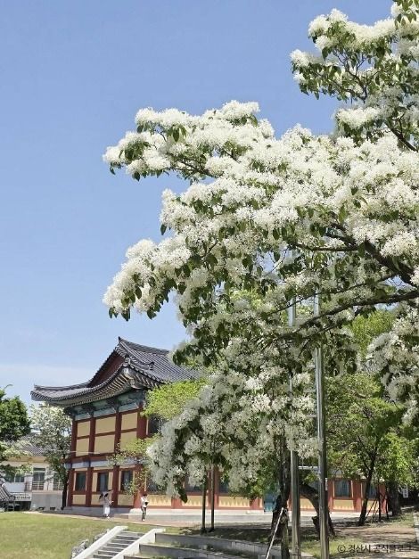 자인계정숲(경산 자인의계정숲)