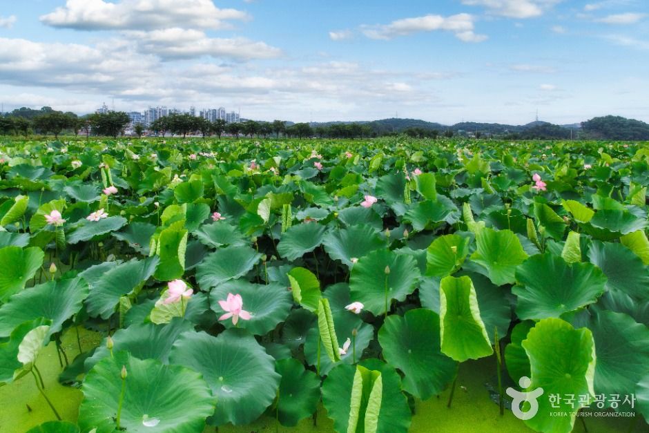 thumbnail-연꽃테마파크-6