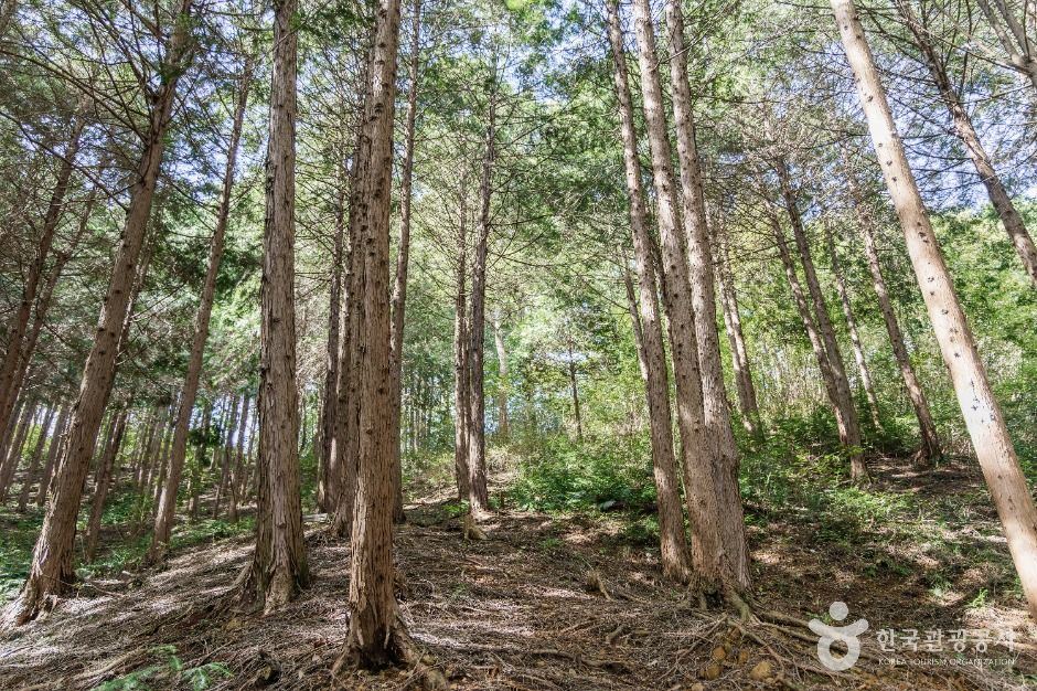 두동편백나무숲