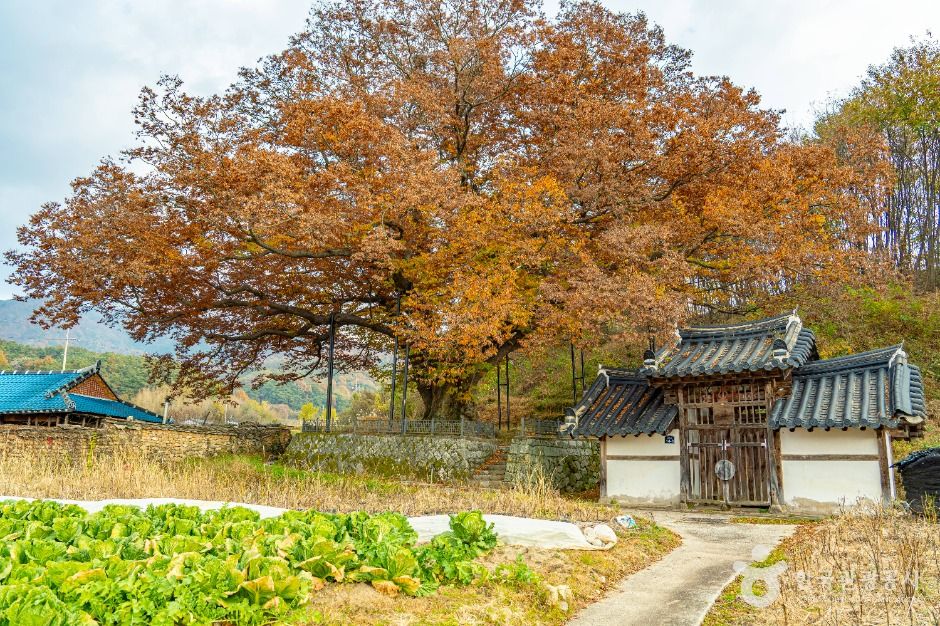 남원 진기리 느티나무
