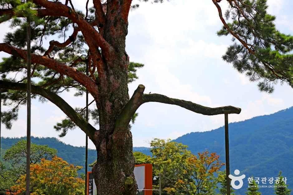 thumbnail-보은 속리 정이품송-9