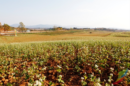 Borinara Hagwon Farm (보리나라 학원농장)