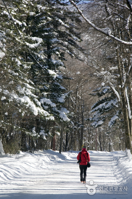 상원사로 가는 비포장도로와 전나무가 눈으로 뒤덮인 모습