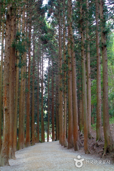 Daehan Dawon Tourist Tea Plantation (Boseong Green Tea Plantation) (보성녹차밭 대한다원)