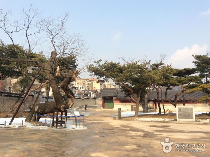 thumbnail-Hyangnamu Tree in Changdeokgung Palace (창덕궁 향나무)-1