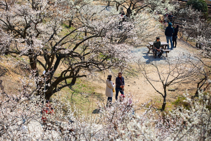 양산 원동매화축제 20191