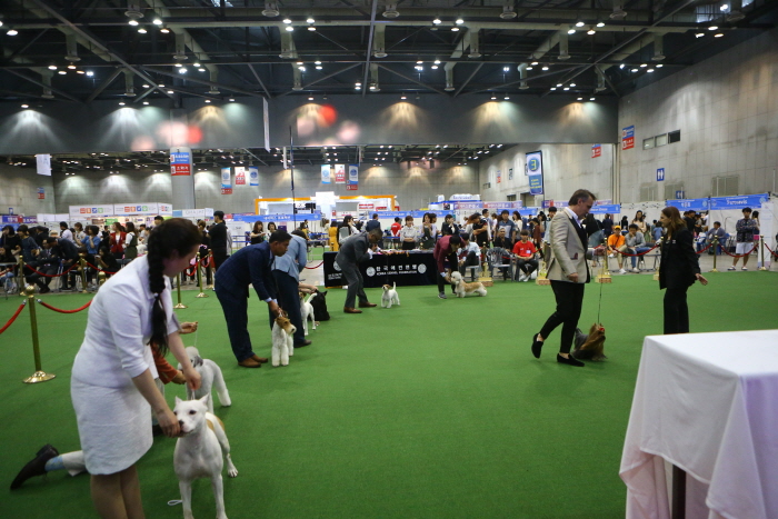 안성 FCI 국제 도그쇼, KKF 챔피언십 도그쇼1