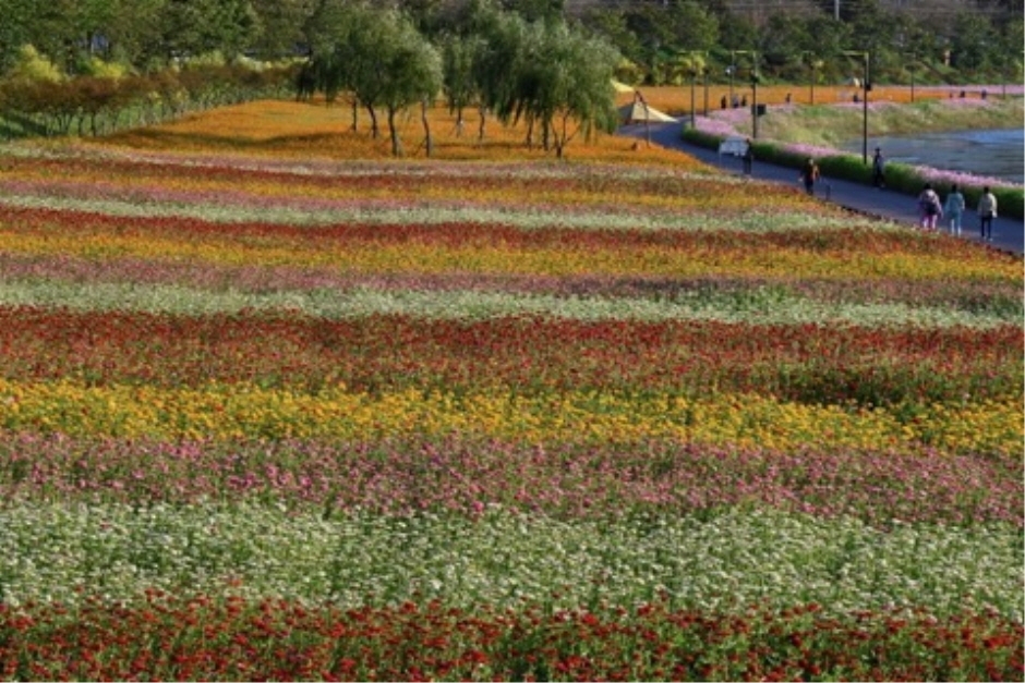장성 황룡강 가을꽃축제 (3)