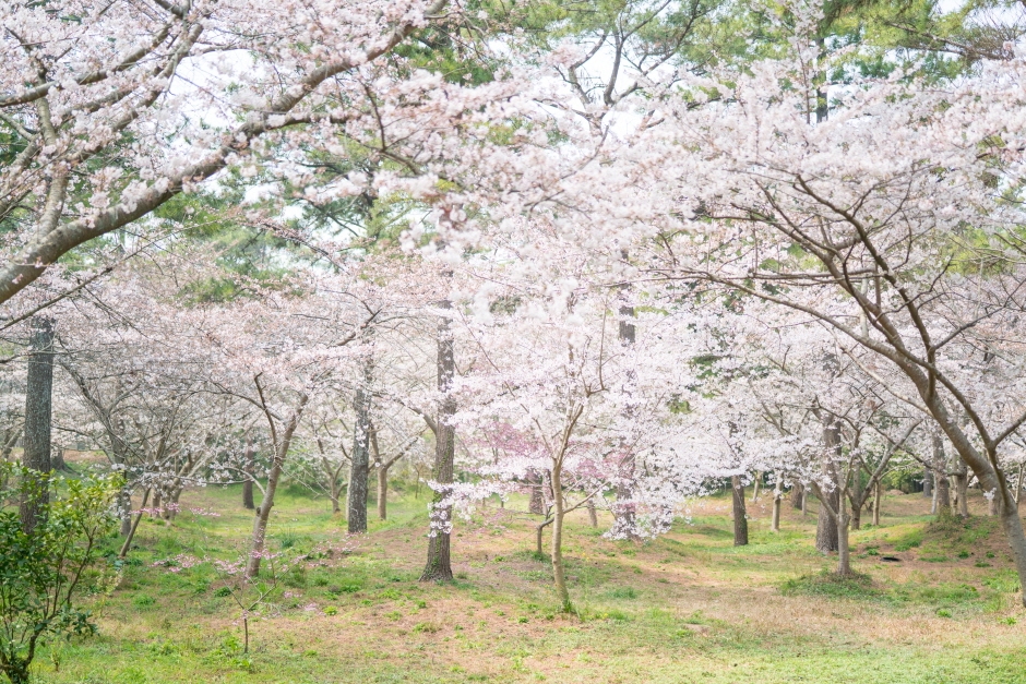 제주 한림공원 왕벚꽃축제 (16)