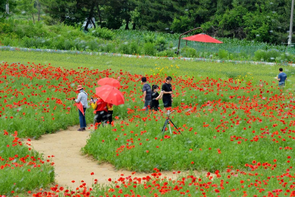 원주용수골꽃양귀비축제