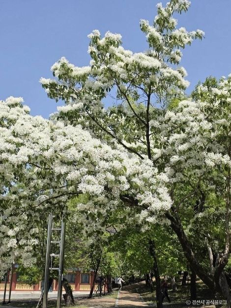 자인계정숲(경산 자인의계정숲)