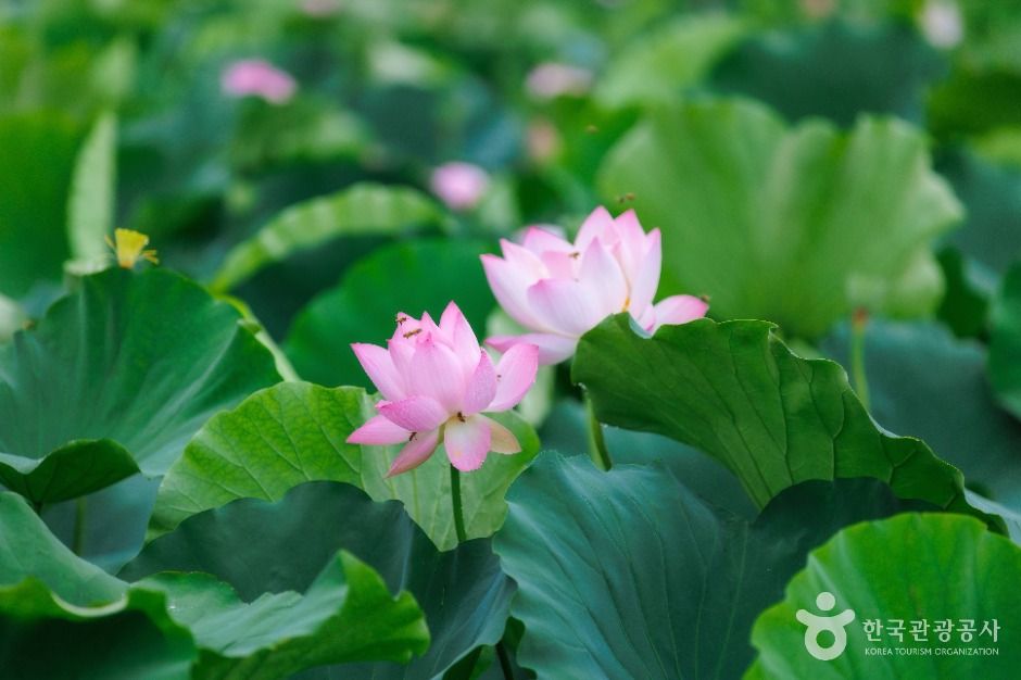 thumbnail-연꽃테마파크-7