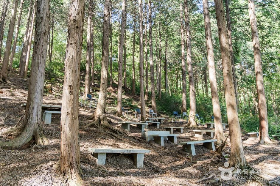 두동편백나무숲