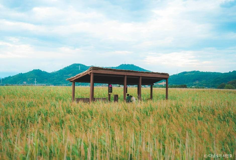 순천 당일치기 가볼만한곳_순천만습지 (2)