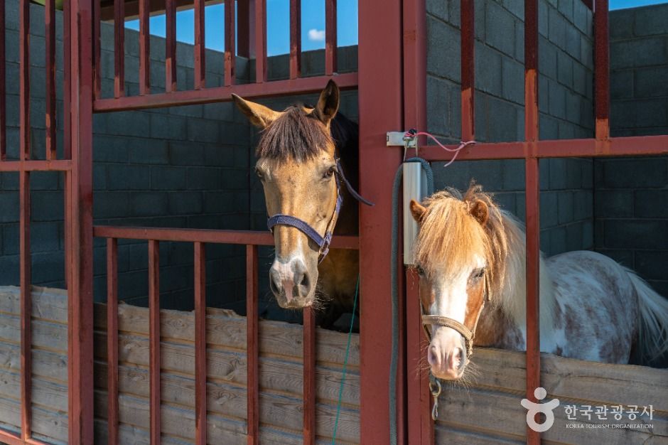 영천_말문화체험관 (8)