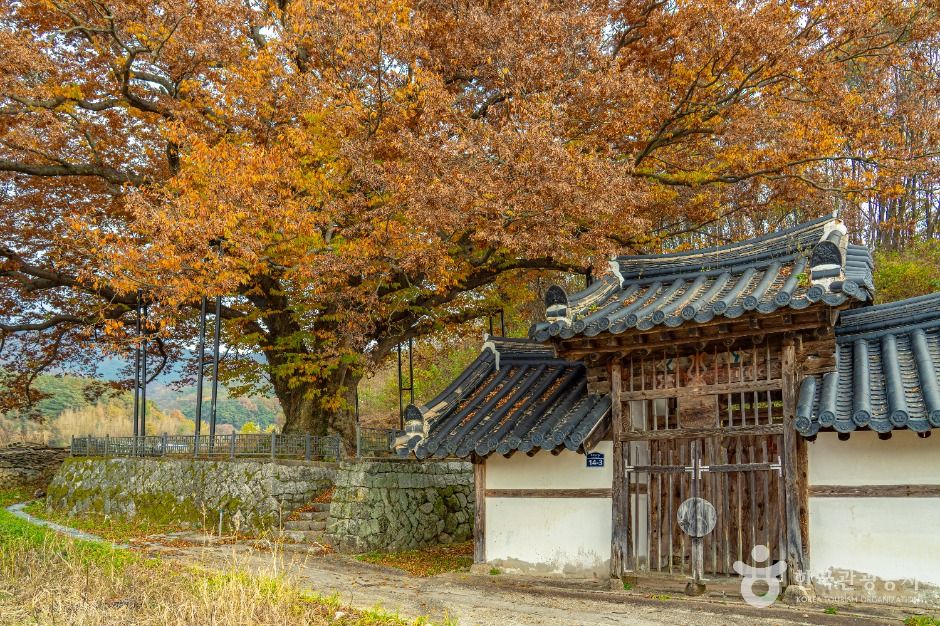 남원 진기리 느티나무