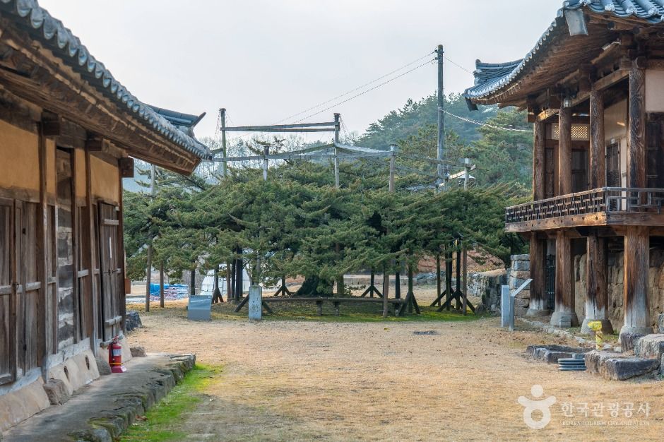 안동 주하리 뚝향나무