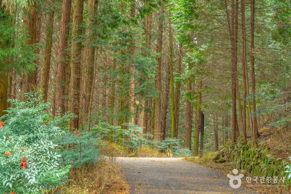 무등산편백자연휴양림