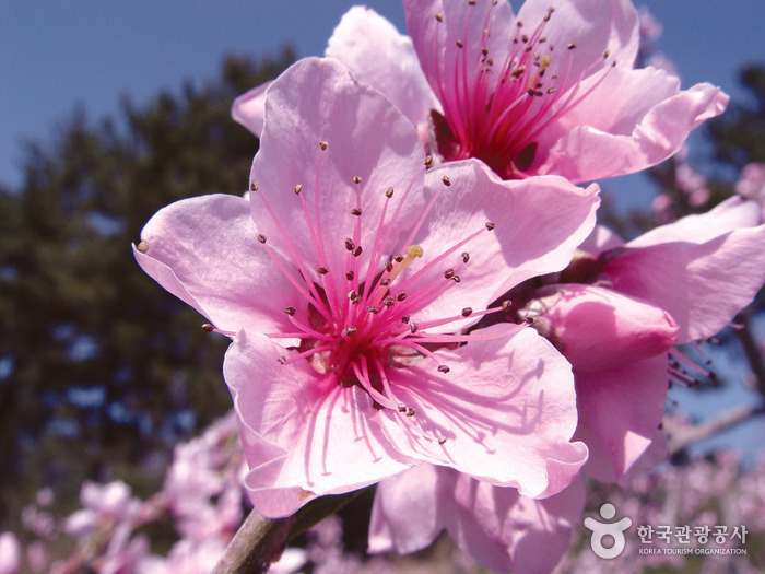 강릉 복사꽃축제 20195