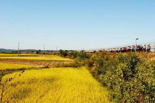 인삼이랑 장단콩이랑 걷자 in 파주(평화누리길 특별걷기행사 2015)