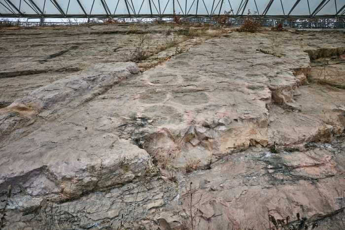 의성 제오리 공룡발자국화석 산지