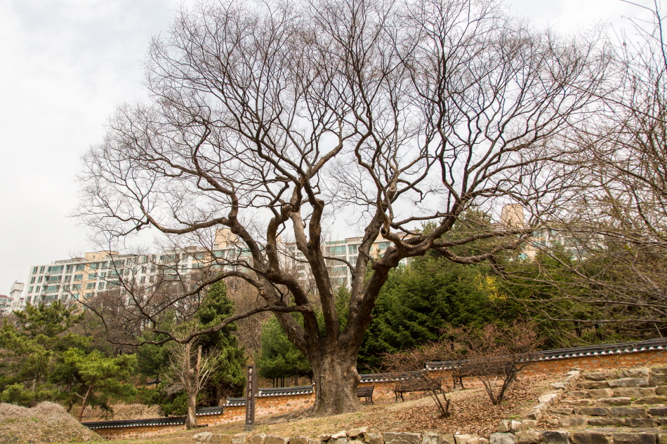 심곡서원 경내에 수령 500년이 넘은 느티나무가 있다.