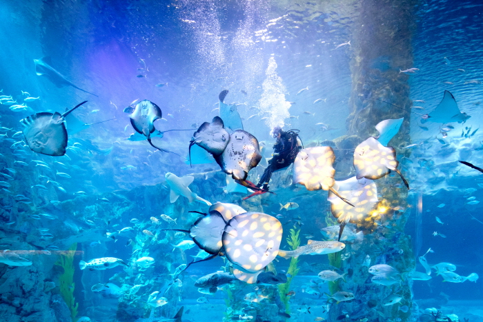 樂天世界水族館(롯데월드 아쿠아리움)