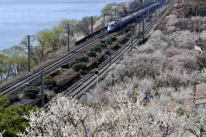양산 원동매화축제 20192