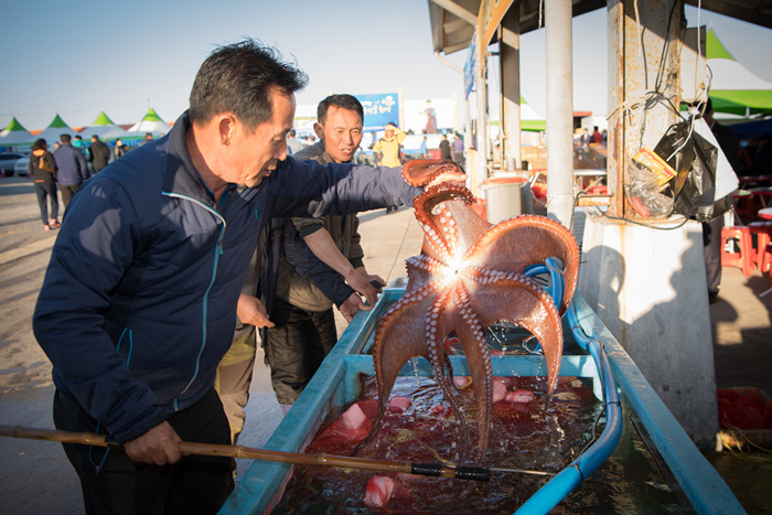 동해안 최북단 저도어장 대문어축제 20195