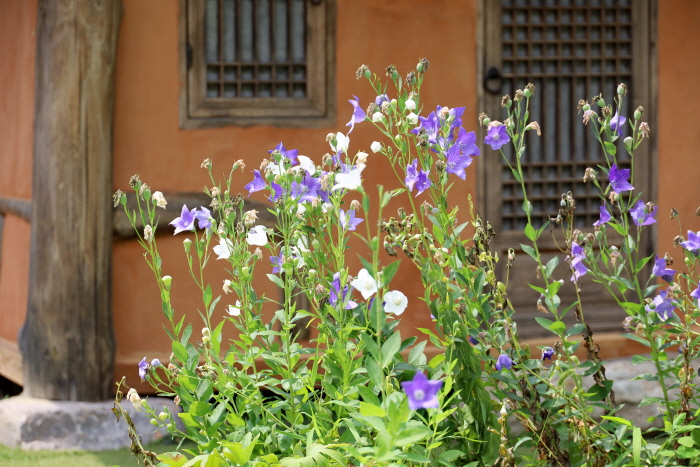 Platycodon grandiflorus (balloon flower) in front of the bungalow