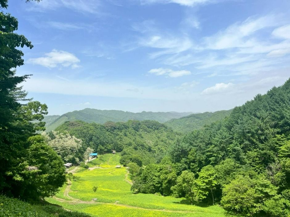 추정리 메밀밭
