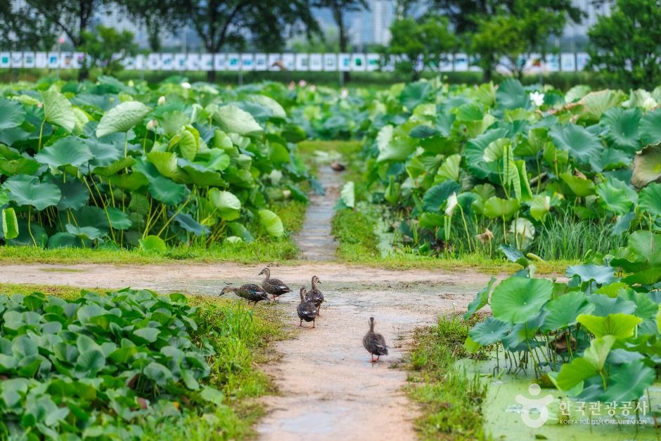 thumbnail-연꽃테마파크-8