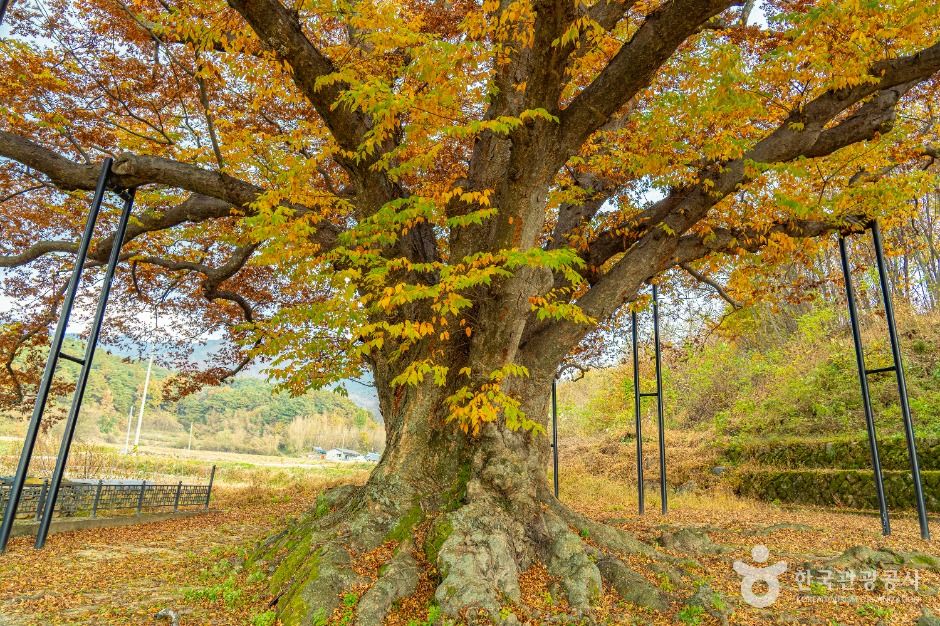남원 진기리 느티나무