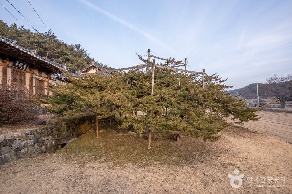 안동 주하리 뚝향나무