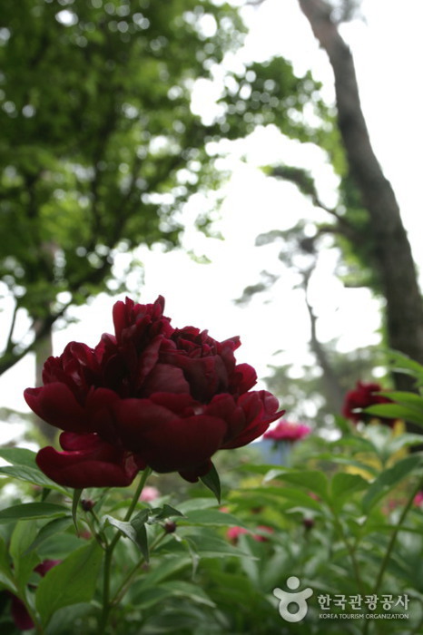 The Botanical Garden BCJ (Byeokchoji) (벽초지 문화수목원)
