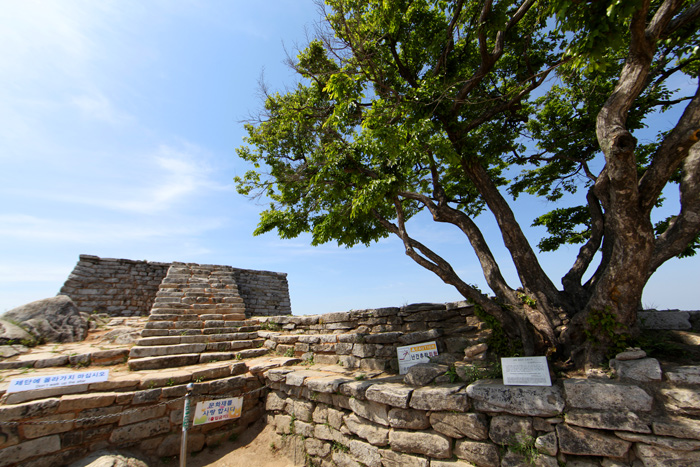 참성단과 천연기념물로 지정된 소사나무
