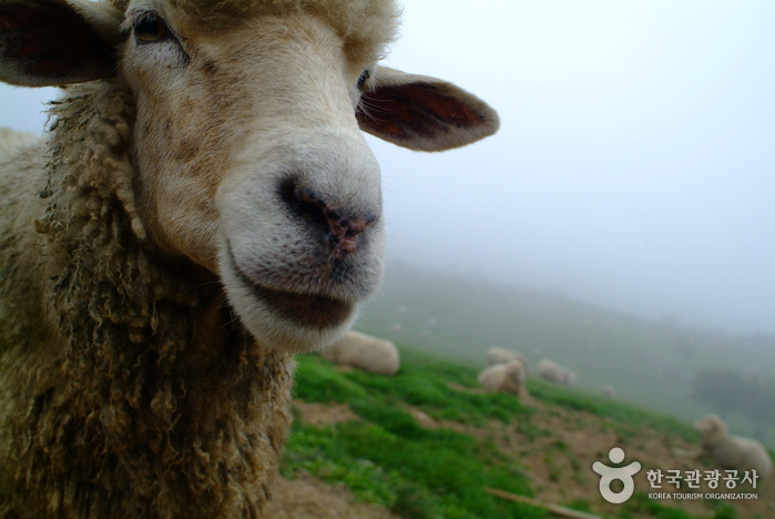 Daegwallyeong Sheep Farm (대관령 양떼목장)
