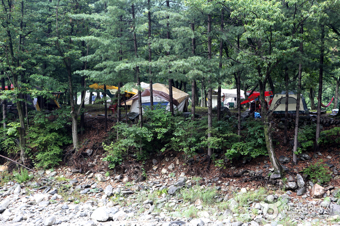 솔숲을 함께 즐기는 캠핑장