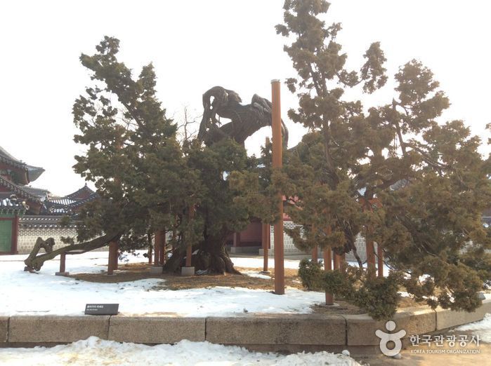 thumbnail-Hyangnamu Tree in Changdeokgung Palace (창덕궁 향나무)-2