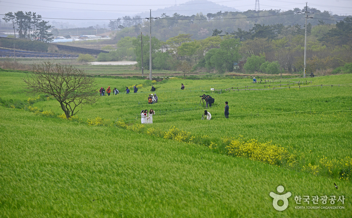Фестиваль ячменных полей в Кочхане (고창 청보리밭축제)