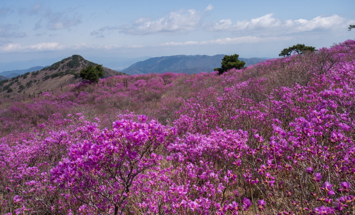 비슬산 참꽃문화제1