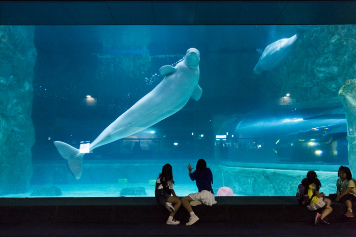 Aquarium de Lotte World (롯데월드 아쿠아리움)