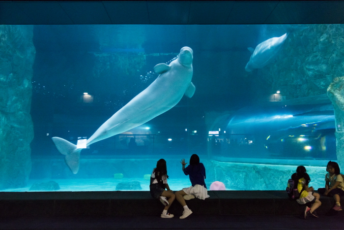 Lotte World Aquarium (롯데월드 아쿠아리움)