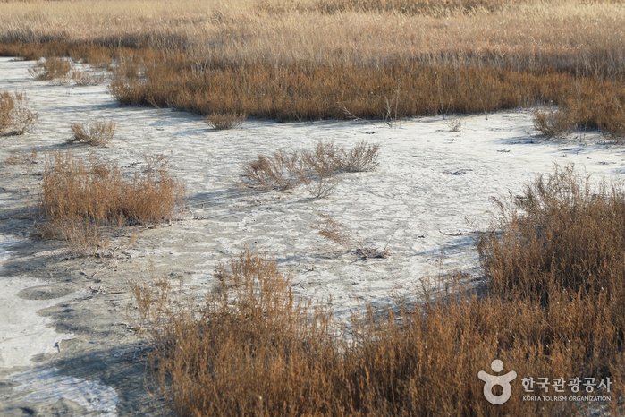 thumbnail-Sorae Marsh Ecological Park (소래습지생태공원)-5