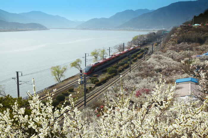 양산 원동매화축제 20193