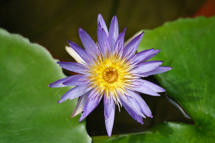 한림공원 연꽃축제4