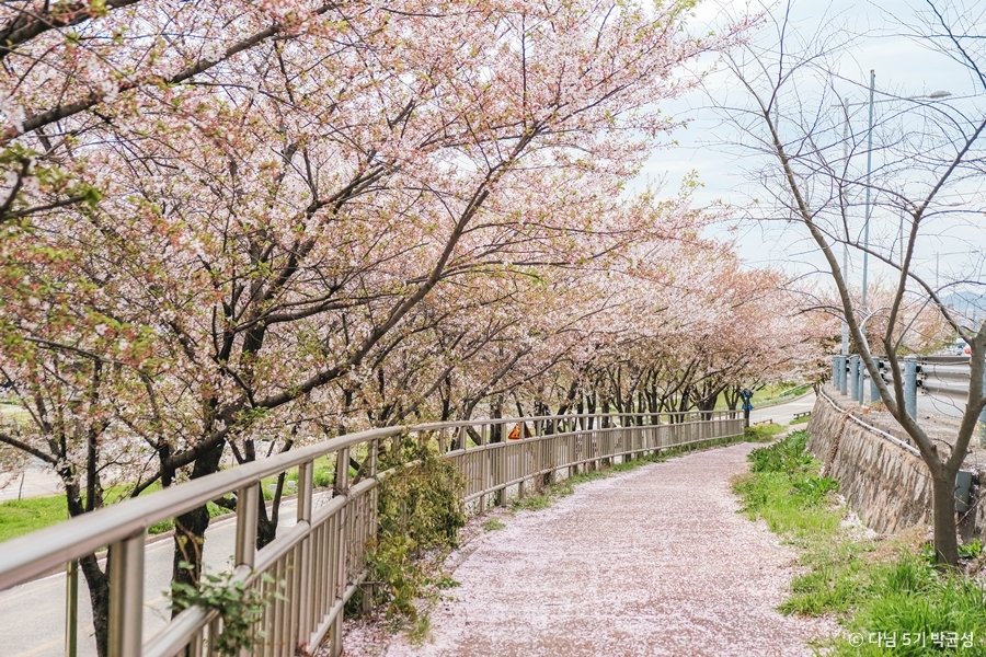 광주천 벚꽃길