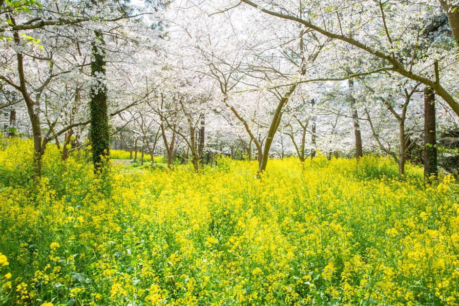 제주 한림공원 왕벚꽃축제 (18)