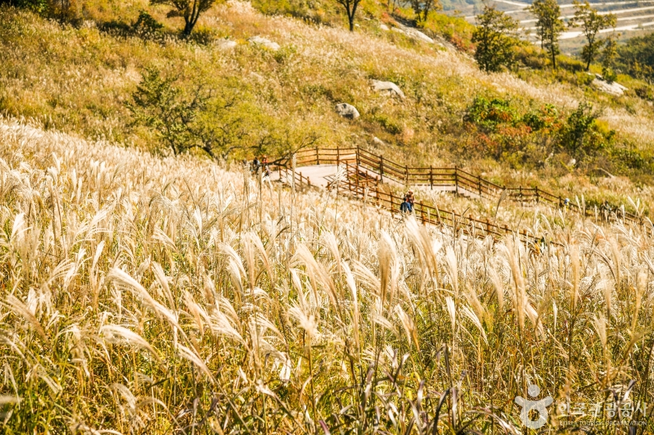 Myeongseongsan Silver Grass Field (명성산 억새밭)