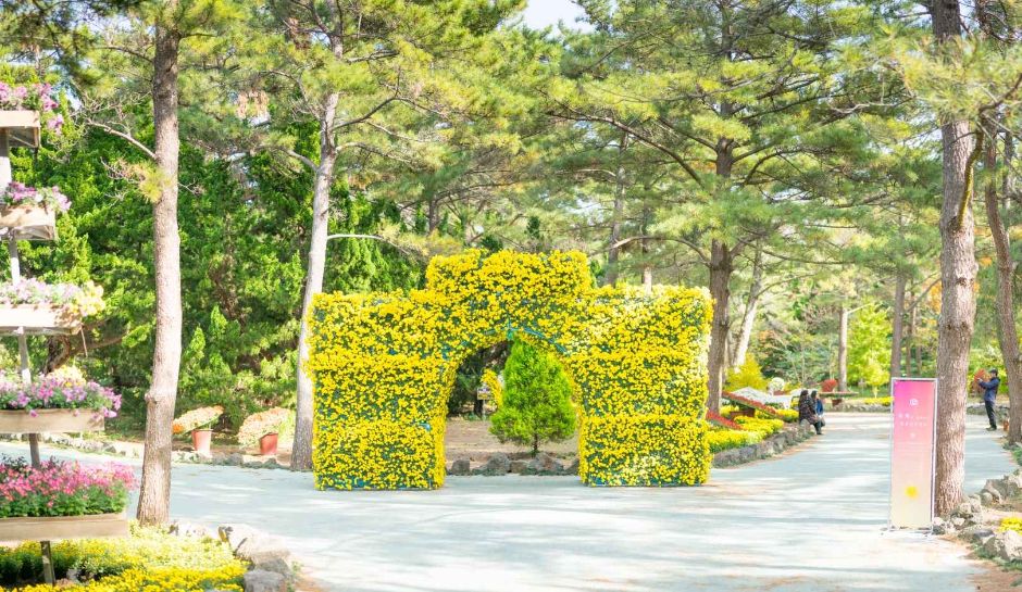 한림공원 국화축제